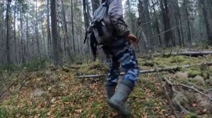 Охота с лайкой.Ночь в тайге.Нарвались на стаю Волков.