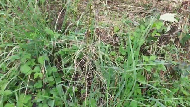 Ծնեբեկ կամ ծնեփակ смотреть онлайн