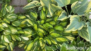 Еще раз о месте посадки хосты