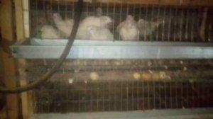 Забой перепелов в самодельной перосъёмной машинкой.