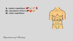 Области передней брюшной стенки