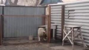 Собака танцевака