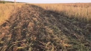 Дисковка трактором мтз 80 и навесной агд 2.5 после подсолнуха