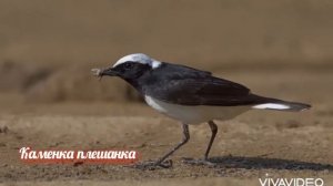 Птицы Красной книги Донецкой Народной Республики ч.4