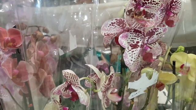 Обзор с выставки - продажи Growbox market | Городской зеленый маркет | Мини Цимбидиум от Насти смотреть онлайн