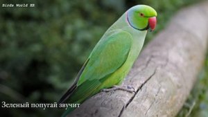 Зеленый попугай звуки