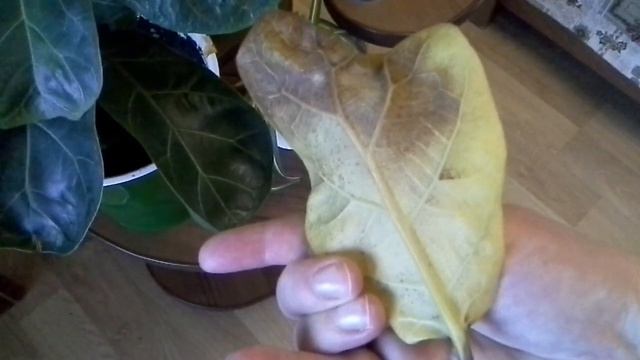 Фикус погибает.Как спасти ? Что делать ?