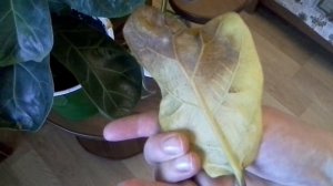 Фикус погибает.Как спасти ? Что делать ?