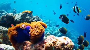 ЧАСТЬ 1-Я ТОП 30 САМЫХ ЛУЧШИХ ЧТЕЦОВ КОРАНА В МИРЕ TOP 30 BEST QURAN READERS IN THE WORLD