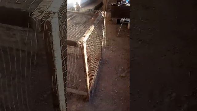 Клетка для птиц своими руками..