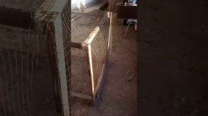 Клетка для птиц своими руками..