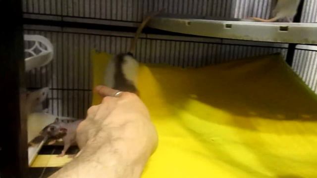 Крысы | Глобальное переселение девчонок, или Надрыв воспаления. (Fancy Rat) смотреть онлайн