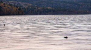 Виды с побережья Игирминского залива Иркутской области