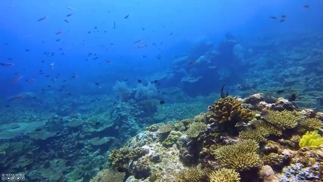 The Best 4K Aquarium ? 11 Hours Of Beautiful Coral Reef Fish - Sleep Relax Meditation Music смотреть онлайн