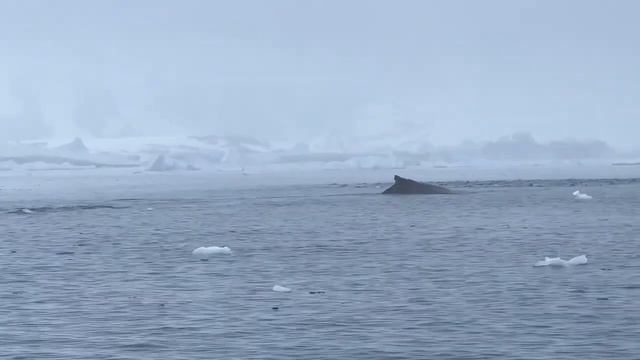 Мегаладон в антарктиде