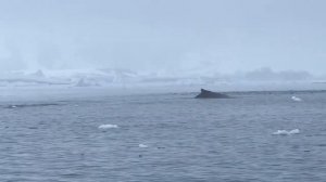Мегаладон в антарктиде