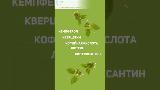 Крапива – самый полезный сорняк, как правильно приготовить