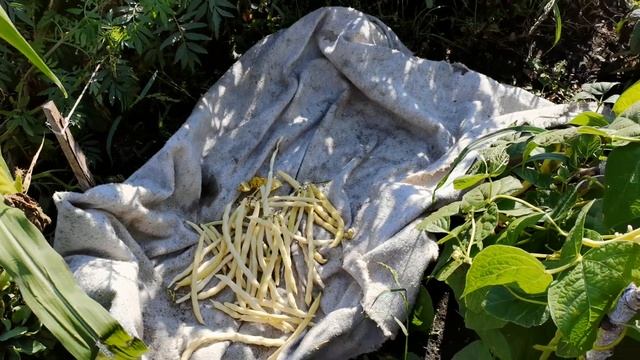 Фасоль вьющаяся Солнечный поток. Супер урожайная! смотреть онлайн