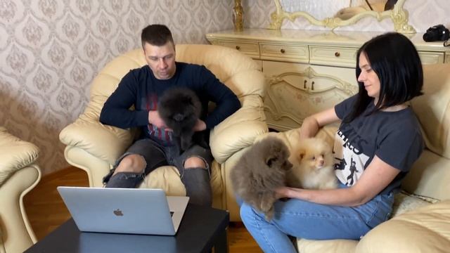 Щенки шпица редких окрасов | питомник шпицев в Санкт-Петербурге