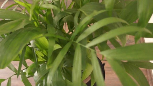 Хамедорея Сейфризи (Chamaedorea seifrizii) – уникальная пальма с листьями, похожими на рыбий скелет