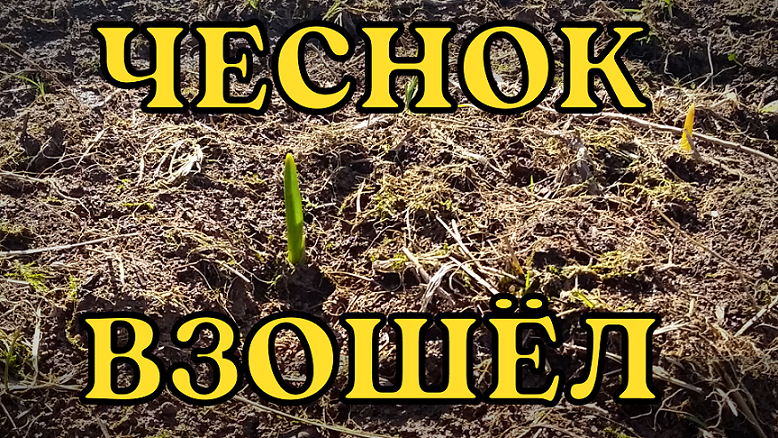Взошёл чеснок и кое что ещё...