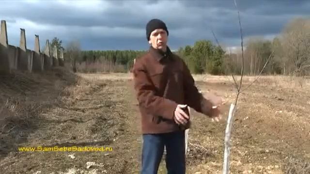 Ранневесеннее опрыскивание сада карбамидом. смотреть онлайн