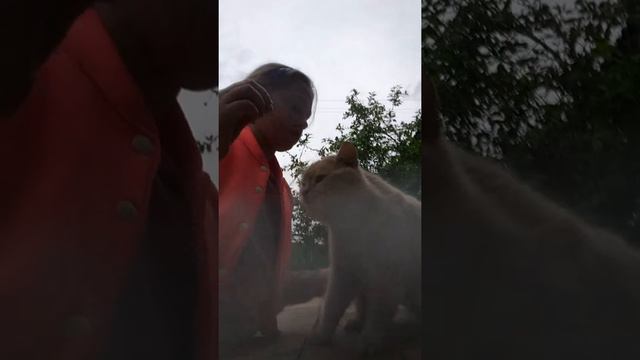 Дрессировка кота персик часть 2 смотреть онлайн