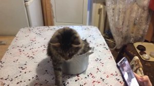 Суп с котом