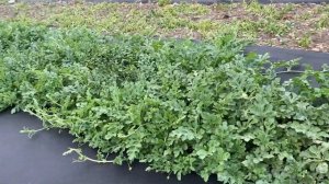 Разные сорта арбузов и подвои, результат