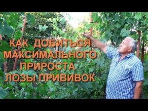 Как добиться максимального прироста привойной лозы?