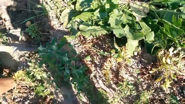 Шок!!! Лучший урожай картошки 2023 + новости сельский час.