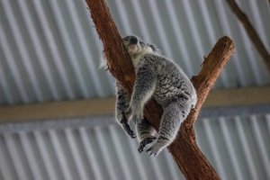 Смешные коалы ? Коала- древесный мишка! Просмотр обязателен как взрослым так и детям ?