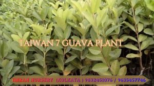 ALL KINDS OF GUAVA PLANT IN IMRAN NURSERY || CONTACT IF YOU WANT|| 9832451076 \ 9635457746 KOLKATA