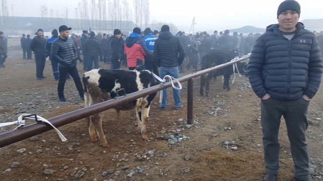 Mindon , Honqiz , va Chimyon kon chorva bozori sigirlar 30- Noyabr .2022.
