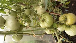 Томат Бабушкино, обзор сорта, его характеристики, очень урожайный сорт томатов