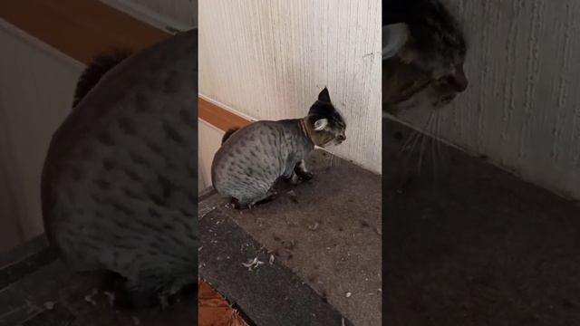 The cat cut her hair and looked like a leopard!/Кошка подстриглась и стала похожа на леопарда!