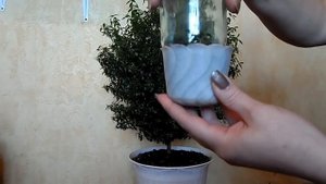 Мирт размножение и обрезка