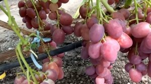 Виноградник Ткаченко Л.В.