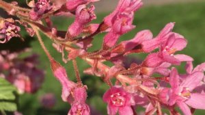 Flowering currant (Ribes sanguineum) - flowers close up - March 2019