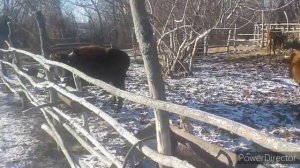 Печальный опыт. Почему не стоит держать долго быков.