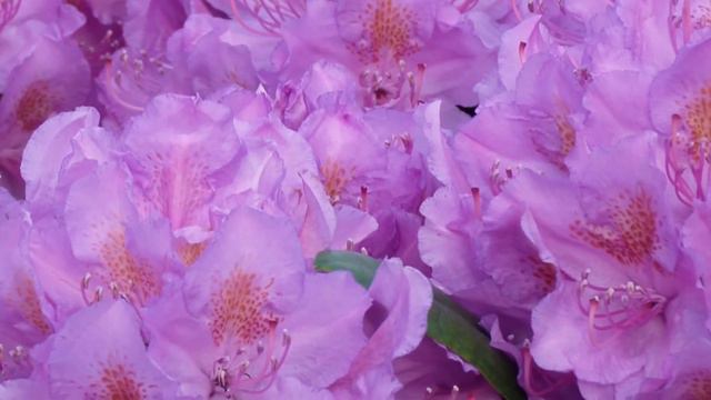 Rhododendron blüht. Frühling 2013 Rhododendron blossoms. Spring 2013 смотреть онлайн