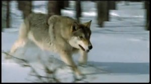 Мой двор - Волк (фан-видео)