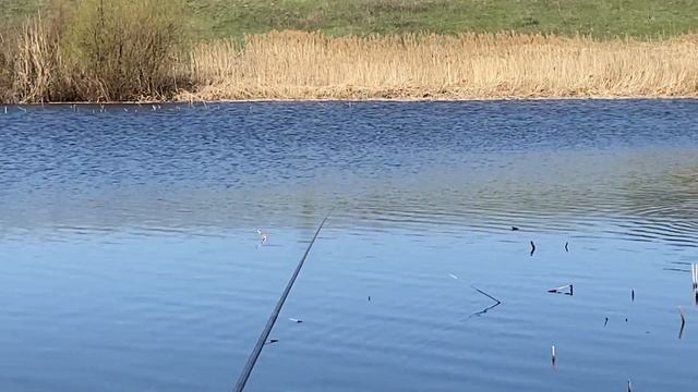 Надолбили пол ведра сочного, мощного карася смотреть онлайн