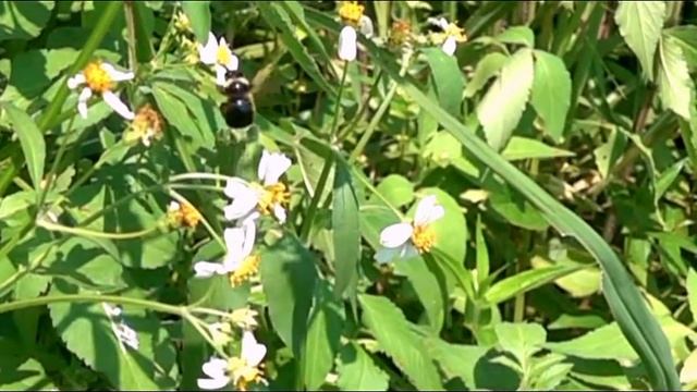 SONY RX100M5 slow motion Honey Bee 蜜蜂　スローモーション смотреть онлайн