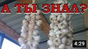Вяжем ЧЕСНОК в КОСУ: другой вариант плетения