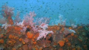 King Cruiser and Shark Point, Phuket 2023