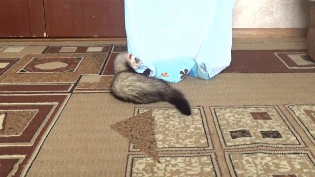 Ferret life!!! Ferret!!! Хорек играет!!! Хорек!!!  Хорек видео!!! Хорек играет дома!!!