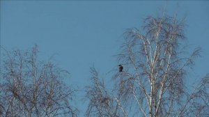 Crow Hunting mart 22-3/ Охота на ворон.