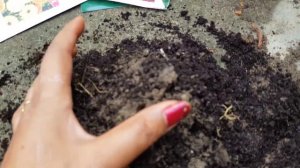 How to  seedling winter flower plant