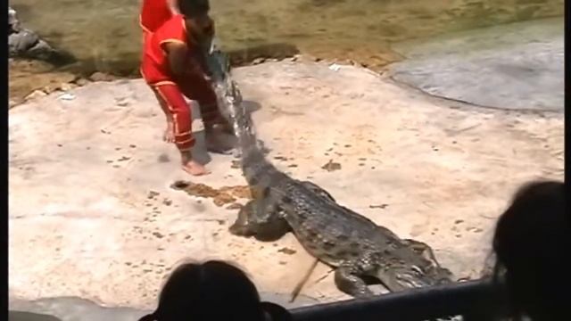 крокодил укусил человека смотреть онлайн